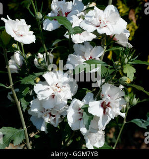 Hibiscus syriacus - `Lady Stanley'   TRS063256 Stock Photo
